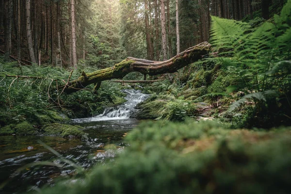 Una Piccola Cascata Una Foresta — Foto Stock