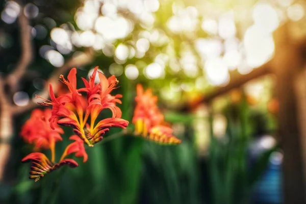 Eine Selektive Fokusaufnahme Der Roten Crocosmia Montbretia Blüten Die Freien — Stockfoto