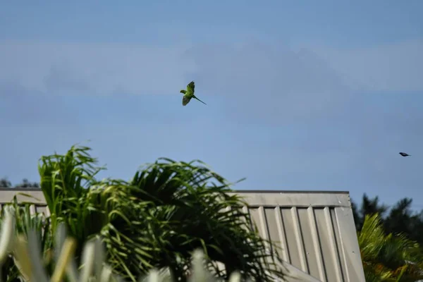 low angle shot of a parrot flying over the sky over a metal structure