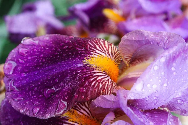 Damlalı Mor Bir Iris Çiçeğinin Seçici Odağı — Stok fotoğraf