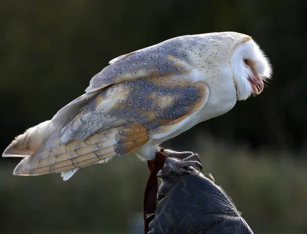 Closeup Barn Owl Blurred Background — Stock Photo, Image