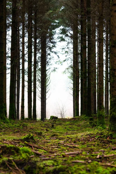 Een Verticaal Schot Van Hoge Bomen Een Woud — Stockfoto