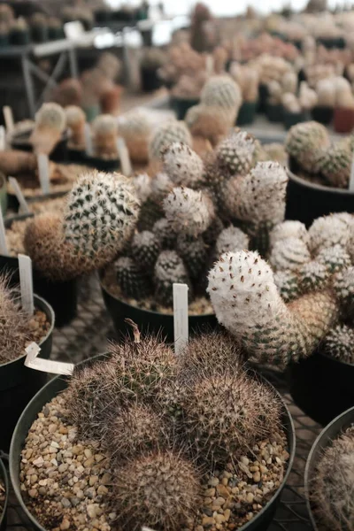 Kaktusz Közelkép Egy Nyugat Texasi Üvegházban — Stock Fotó