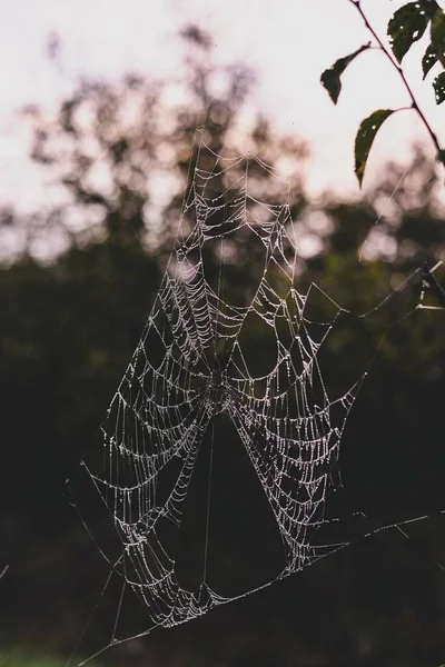 Eine Vertikale Aufnahme Eines Grünen Feldes Mit Einem Spinnennetz Auf — Stockfoto