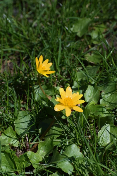 Tiro Vertical Flores Crescentes Buttercup Campo Ensolarado — Fotografia de Stock