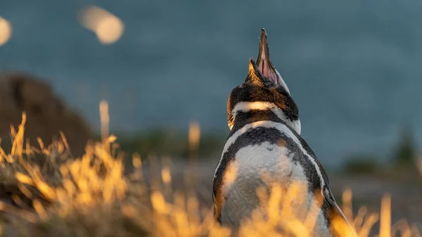 Closeup Humboldt Penguin Glimmering Sunlight Shore — Stock Photo, Image