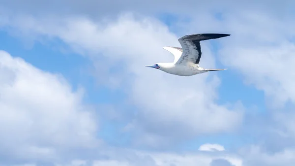 Ένα Κοντινό Πλάνο Ενός Ιπτάμενου Πουλιού Ενάντια Ένα Συννεφιασμένο Ουρανό — Φωτογραφία Αρχείου