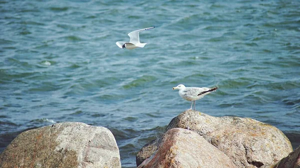 Tiro Ângulo Alto Pedras Com Gaivotas Uma Praia — Fotografia de Stock