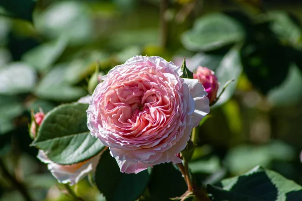 Ένα Κοντινό Πλάνο Ενός Ροζ Τριαντάφυλλου Πράσινα Φύλλα Έναν Κήπο — Φωτογραφία Αρχείου