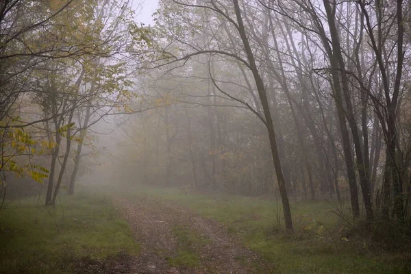 Порожній Шлях Між Високими Стовбурами Дерев Барвистим Осіннім Листям Туманному — стокове фото