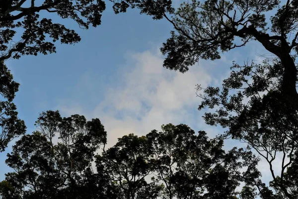 Uma Bela Vista Baixo Ângulo Árvores Escuras Fundo Azul Céu — Fotografia de Stock