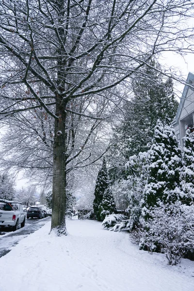 Ένα Κάθετο Πλάνο Ενός Δρόμου Δέντρα Πλήρως Καλυμμένα Χιόνι Στο — Φωτογραφία Αρχείου