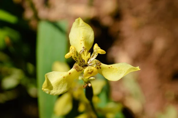 Eine Nahaufnahme Einer Gelben Irispflanze Die Sonnenlicht Wächst — Stockfoto