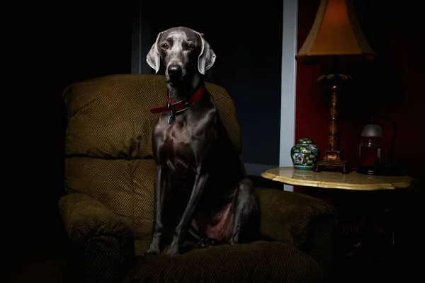 Ένα Κοντινό Σκοτεινό Πλάνο Ενός Σκυλιού Weimaraner Που Αναπαύεται Έναν — Φωτογραφία Αρχείου