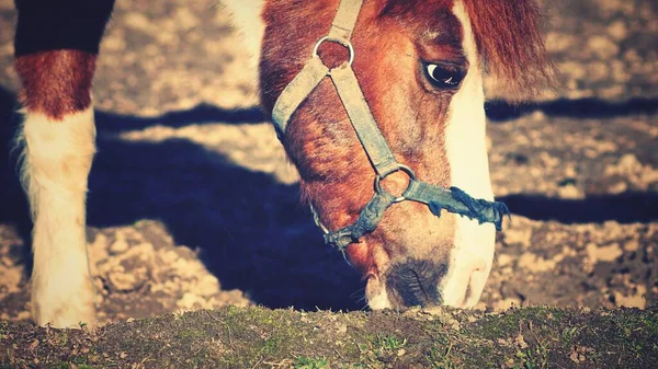 一匹美丽的棕色马的特写镜头 它正在吃草 — 图库照片