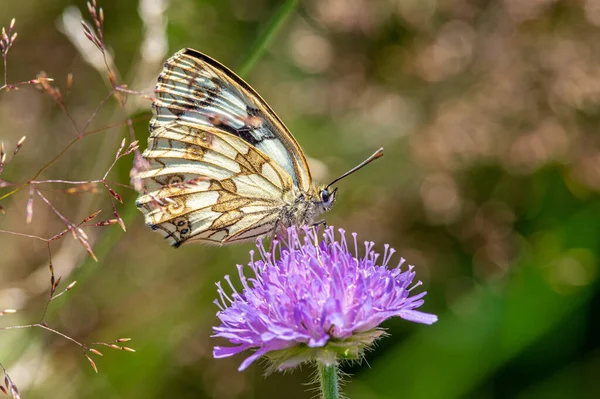 Знімок Метелика Melanargia Lachesis Квітці Розмитим Зеленим Фоном — стокове фото