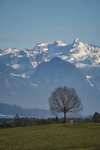Вертикальный Снимок Красивой Снежной Горы Дерева Центре Швейцарии — стоковое фото