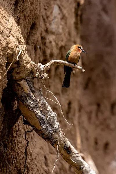 Shallow Focus Shot White Fronted Bee Eater Bird Standing Twig — Stock Photo, Image