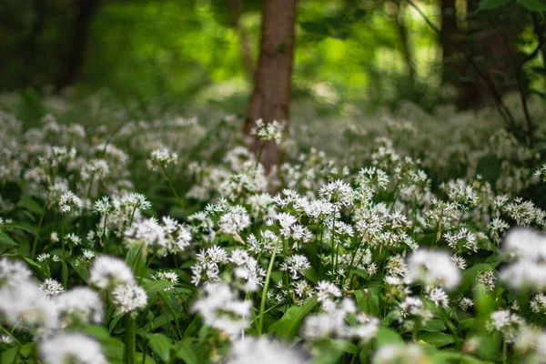 Beau Cliché Ail Sauvage Allium Ursinum Fleurs Dans Parc Comté — Photo