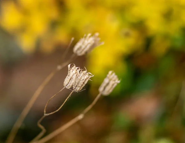 Tiro Close Pequenas Flores Secas Fundo Amarelo Embaçado — Fotografia de Stock