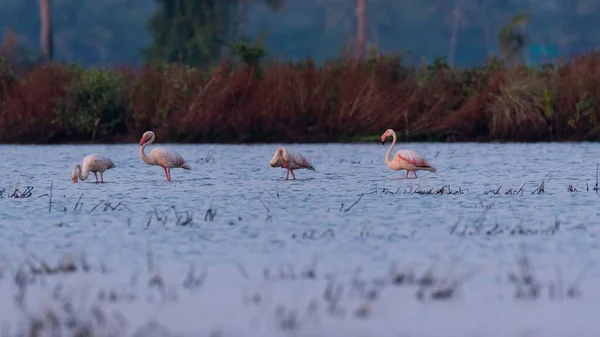 Flamingos Die Wasser Waten — Stockfoto