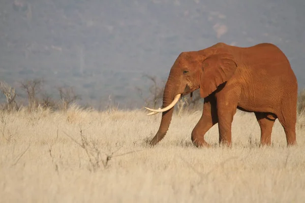 白天独自站在田野里的大象 — 图库照片