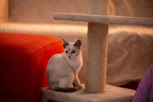 Een Schattig Wit Katje Zit Zijn Huis — Stockfoto