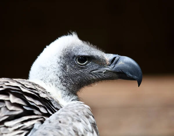 Großaufnahme Eines Geiers Auf Verschwommenem Hintergrund — Stockfoto