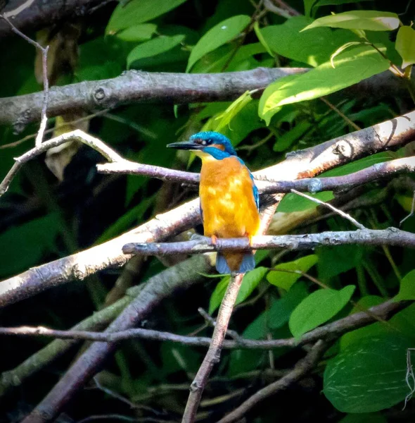 Tiro Seletivo Foco Kingfisher Empoleirado Galho Árvore — Fotografia de Stock