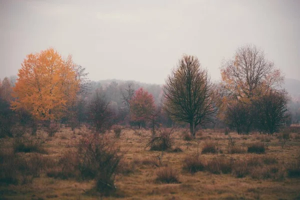 暗い秋の日の森林地帯の眺め — ストック写真