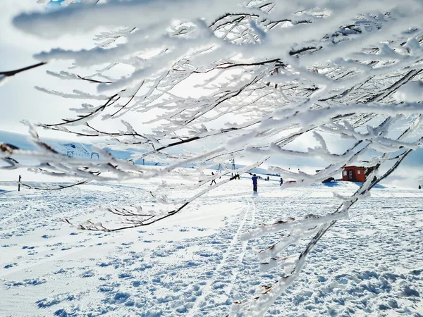 Primer Plano Una Rama Árbol Cubierto Nieve Hielo Sobre Fondo —  Fotos de Stock
