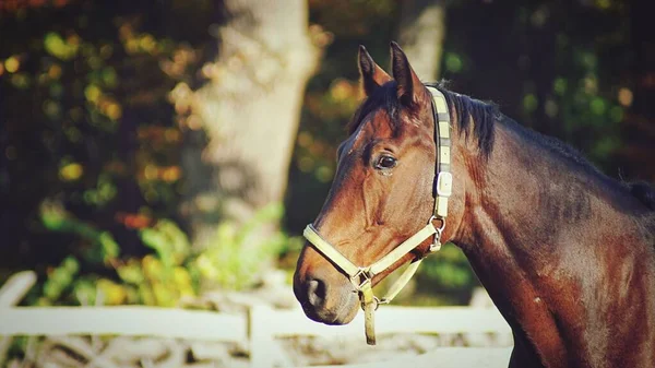 Cavalo Castanho Adorável Numa Quinta — Fotografia de Stock