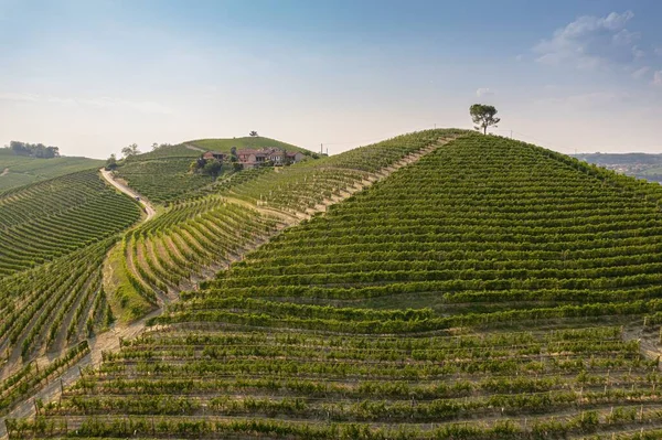 Langhe地域のLa Morra村を囲む美しい丘やブドウ畑 カネオ ピエモンテ州 イタリア — ストック写真