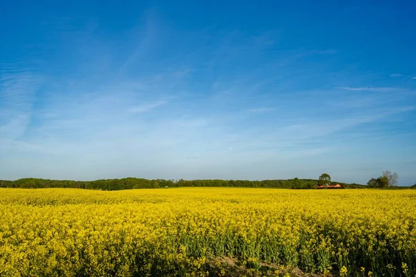 Een Bloeiende Gele Koolzaad Veld Met Blauwe Lucht — Stockfoto