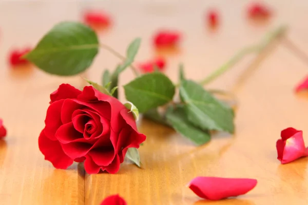Red Rose Lots Petals Scattered Wooden Surface Romantic Scene — Stock Photo, Image