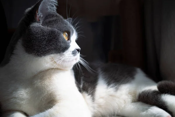 一只有着明亮橙色眼睛的英国Shorthair猫的特写 — 图库照片