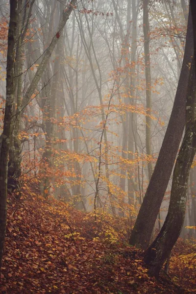 Krásná Krajina Podzimních Stromů Zamlženém Lese — Stock fotografie