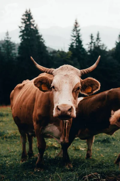 Tiro Vertical Belo Touro Doméstico Campo Com Árvores Sempre Verdes — Fotografia de Stock