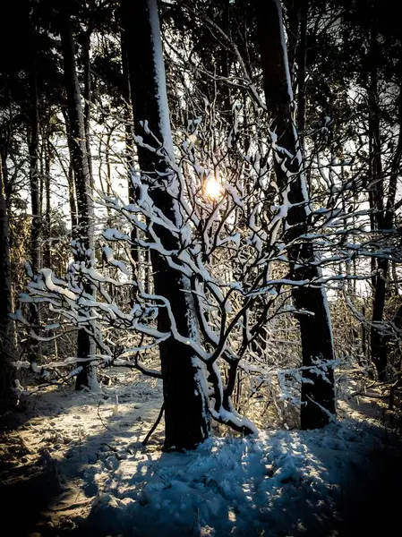 Вертикальный Снимок Снежных Деревьев Лесу Рассвете — стоковое фото