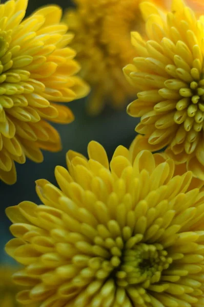 Büyük Sarı Çiçeklerin Yakın Plan Fotoğrafı — Stok fotoğraf