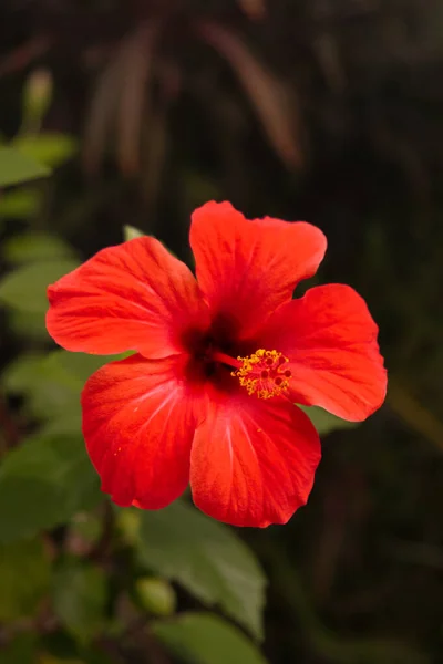 Egy Gyönyörű Vörös Hibiszkusz Virág Függőleges Közelsége Homályos Háttérrel Iasi — Stock Fotó
