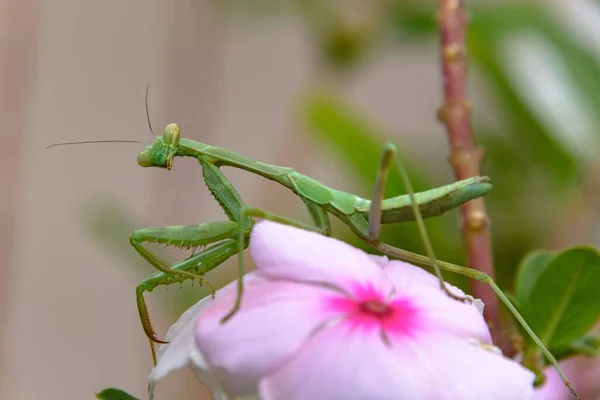 Een Closeup Van Een Europese Bidsprinkhaan Een Rose Bloem Een — Stockfoto