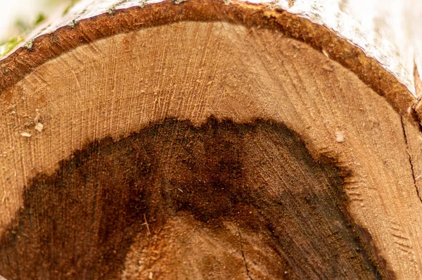 切り出された木のクローズアップ — ストック写真