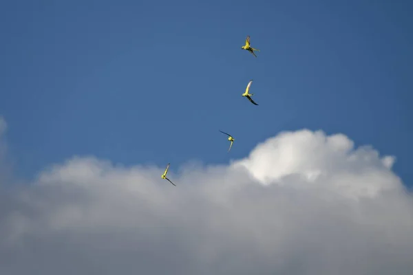 Die Vögel Flug Unter Einem Bewölkten Himmel — Stockfoto