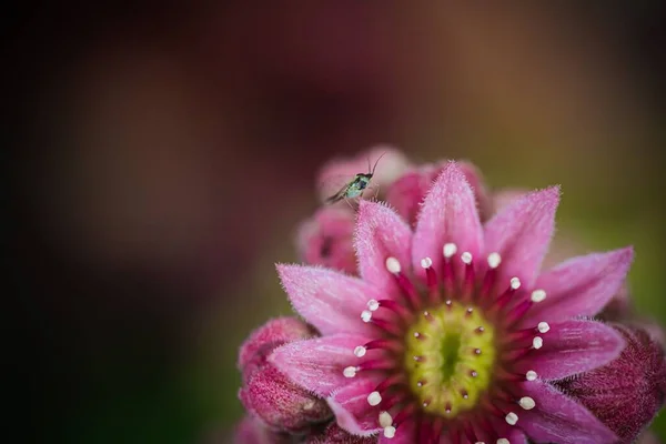 Ένα Επιλεκτικό Επίκεντρο Ενός Ροζ Χειμερινά Συναισθήματα Τριπλό Λουλούδι Ανθίζει — Φωτογραφία Αρχείου