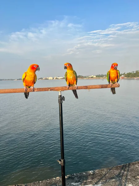 Tiro Vertical Papagaios Conure Empoleirado Poste Madeira Contra Lago — Fotografia de Stock