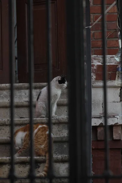Die Katzen Selektiven Fokusschuss Auf Der Treppe — Stockfoto