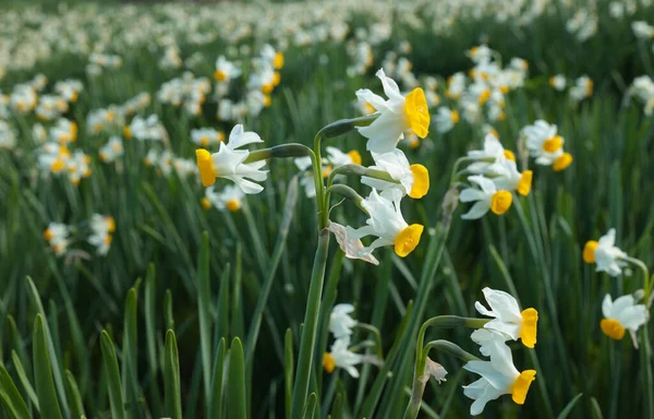 Narzissen Narcissus Tazetta Blühen Auf Einem Verlassenen Feld Einem Naturschutzgebiet — Stockfoto