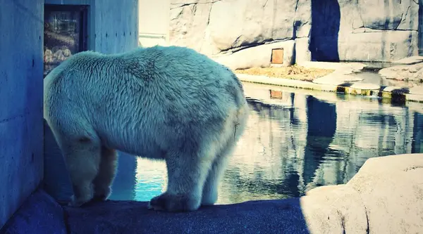 Puszysty Niedźwiedź Polarny Chowa Głowę Obok Wody Zoo — Zdjęcie stockowe