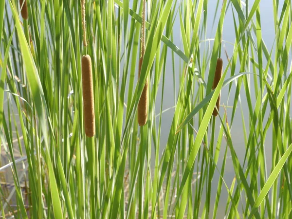 Närbild Skott Cattails Växter Som Växer Vid Kanten Damm Missouri — Stockfoto